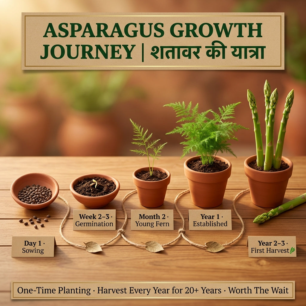 Asparagus Garden Kit — 2 Seed Packets + 2 Serums FREE
