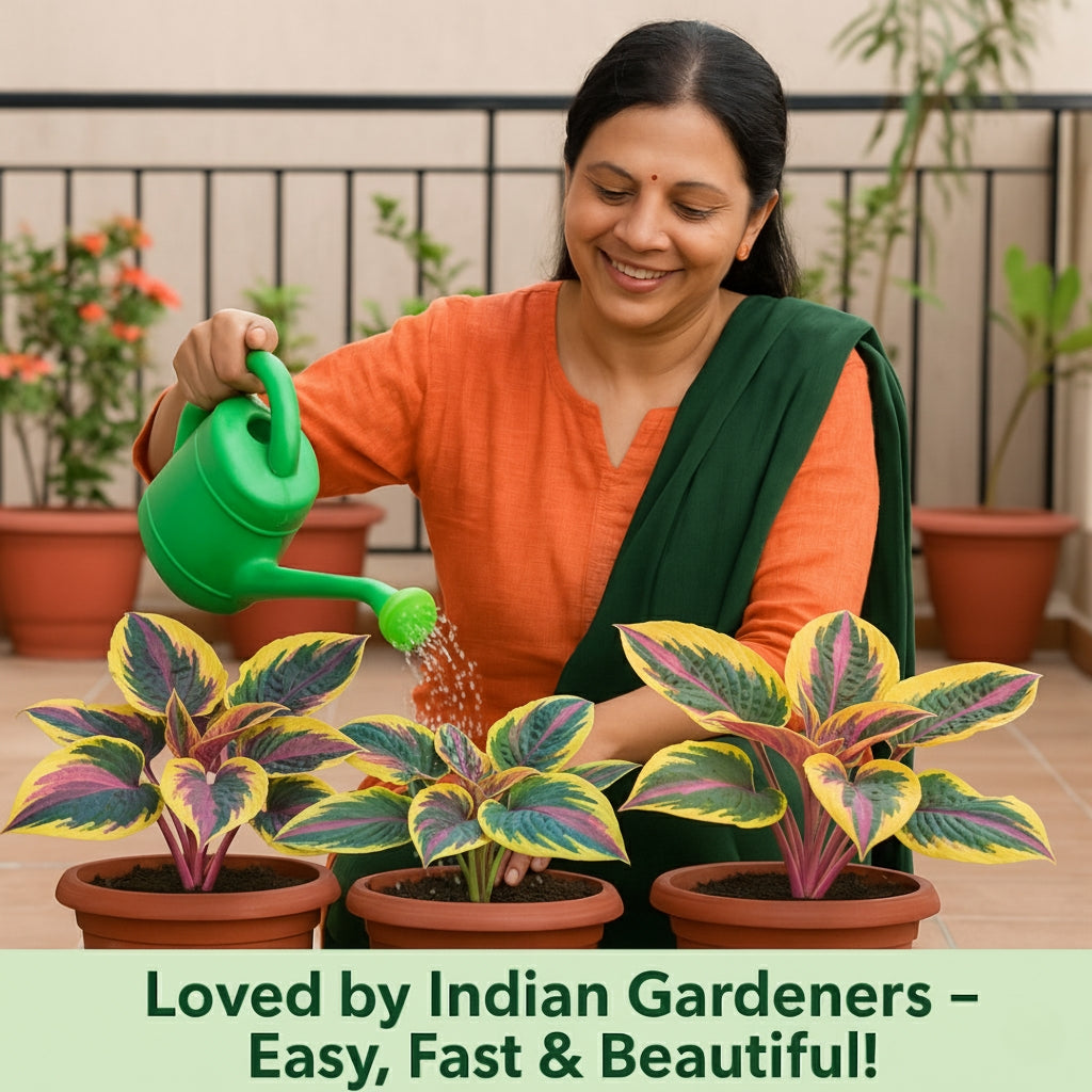 Imported Hosta Seeds + FREE Plant Growth Serum